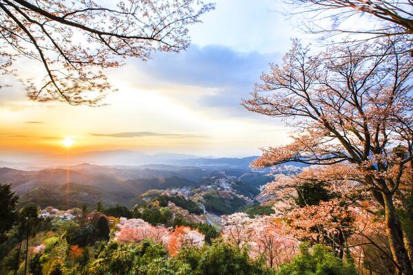 Cherry blossoms at Mount Yoshino