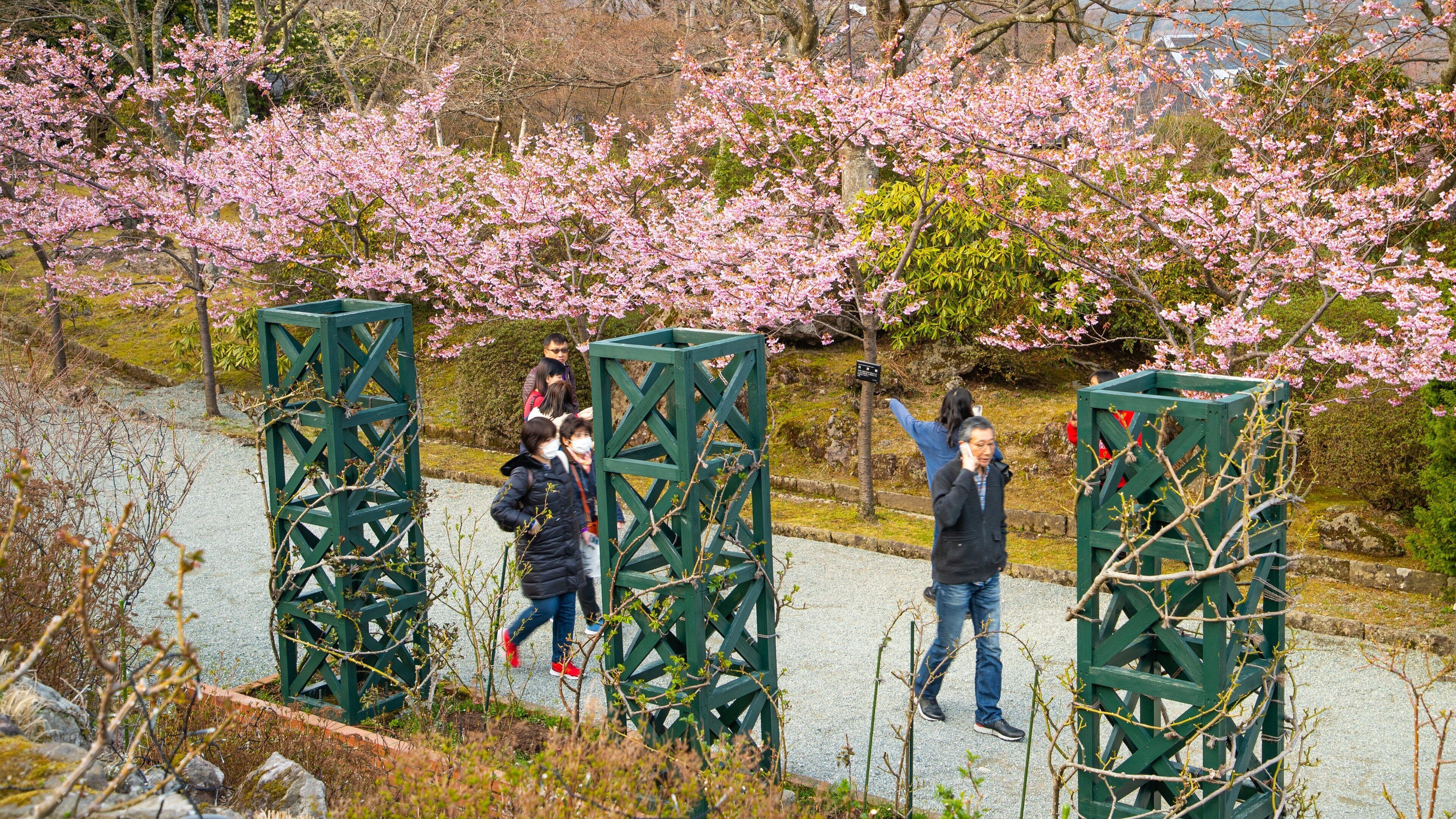 Hakone Gora Park showing wildflowers and a garden as well as a small group of people
