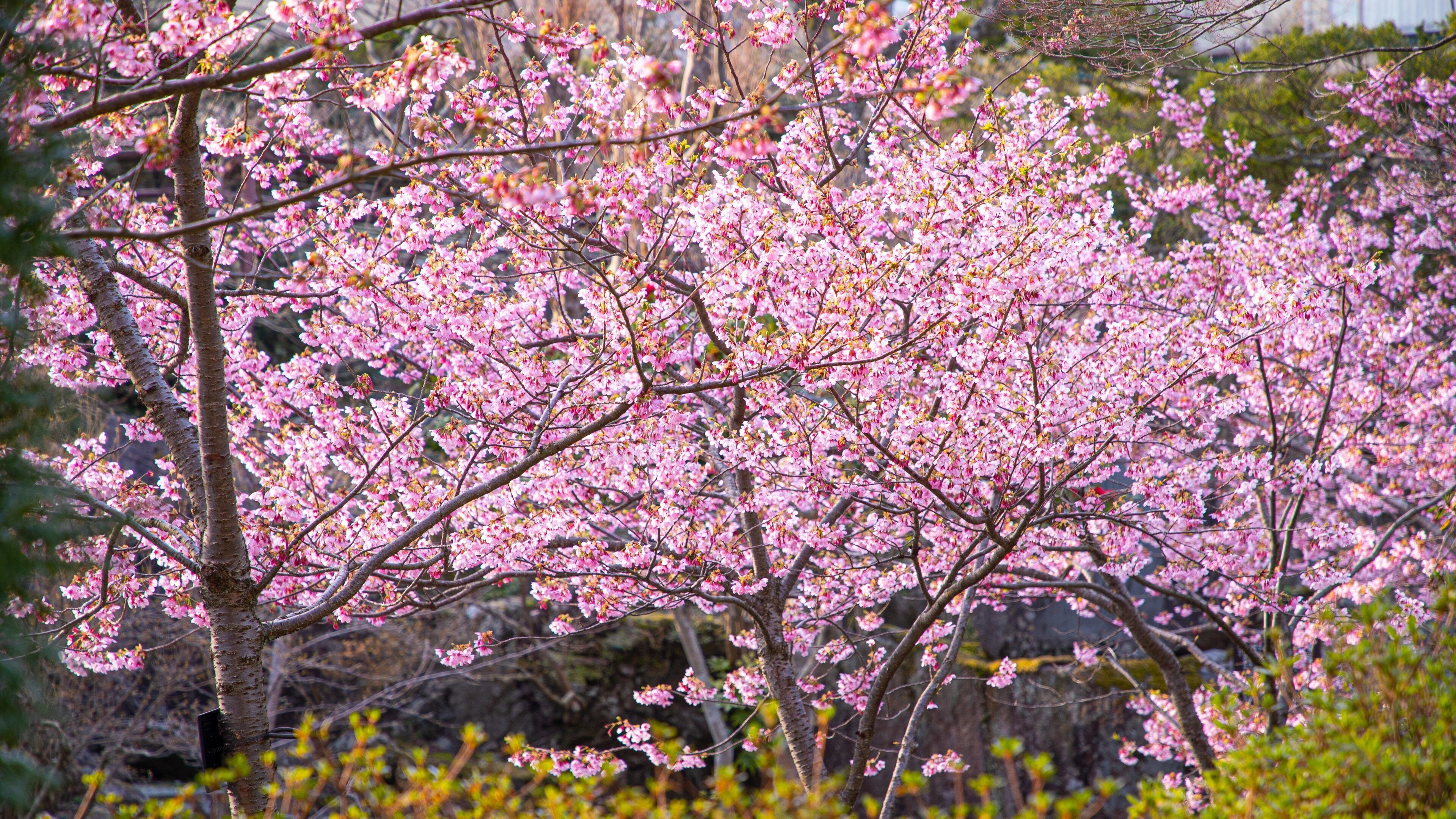 Hakone Gora Park which includes wildflowers