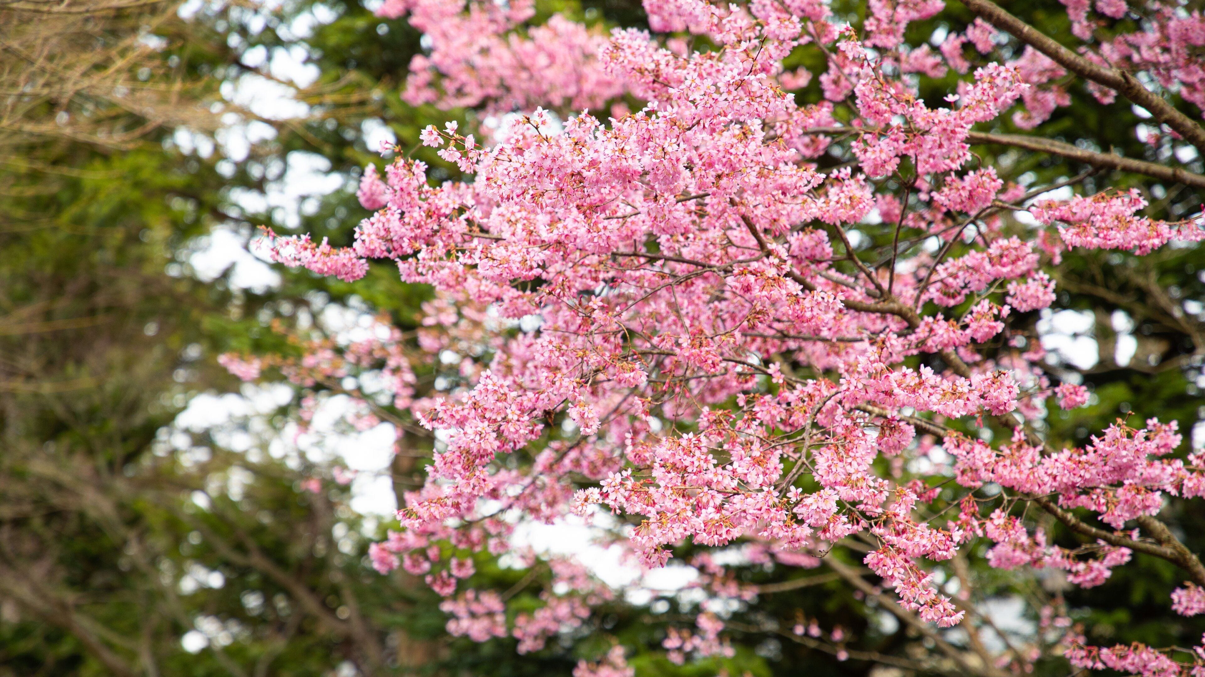 Ein Baum mit rosa Blüten.