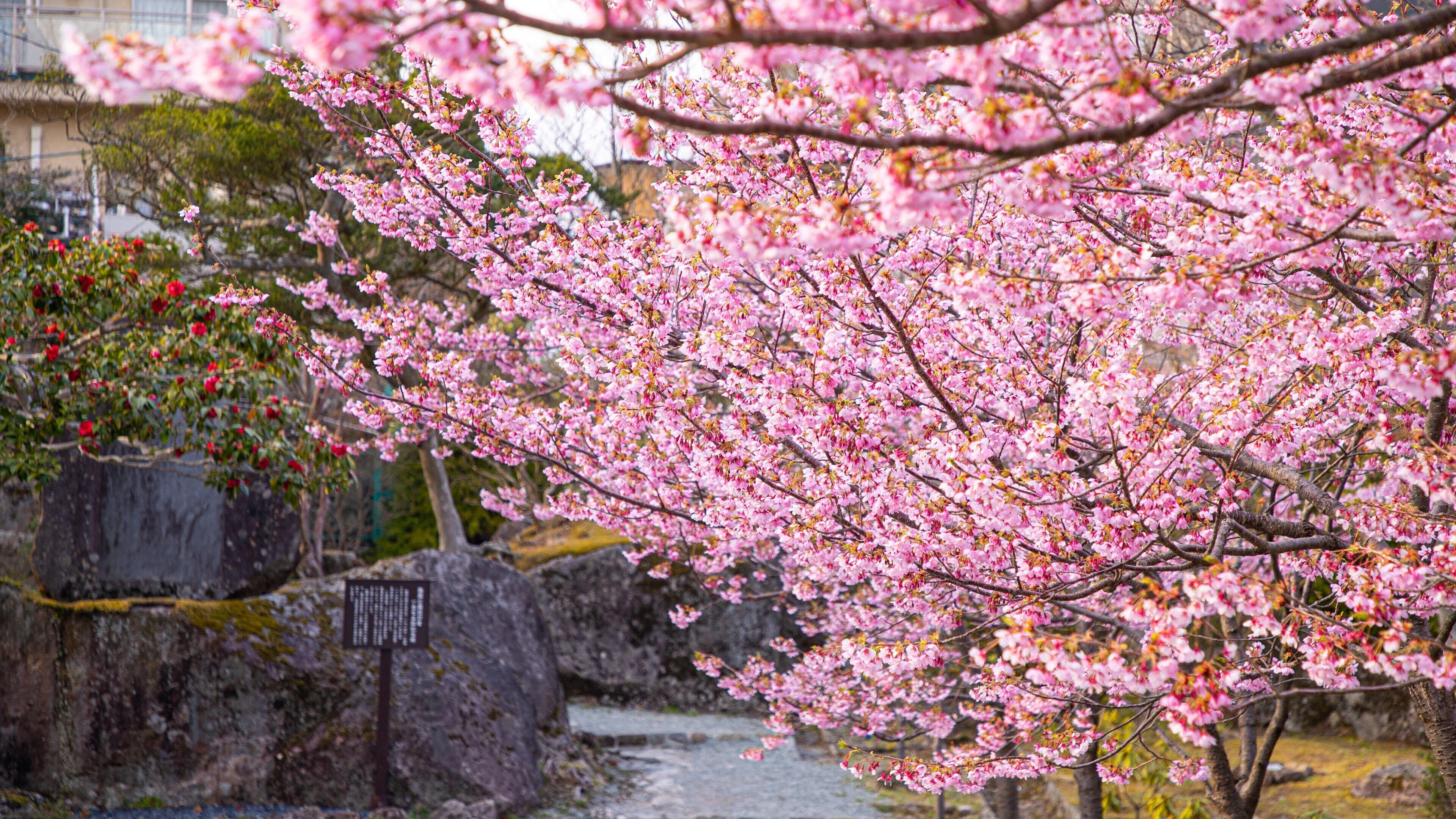 Hakone Gora Park which includes wildflowers
