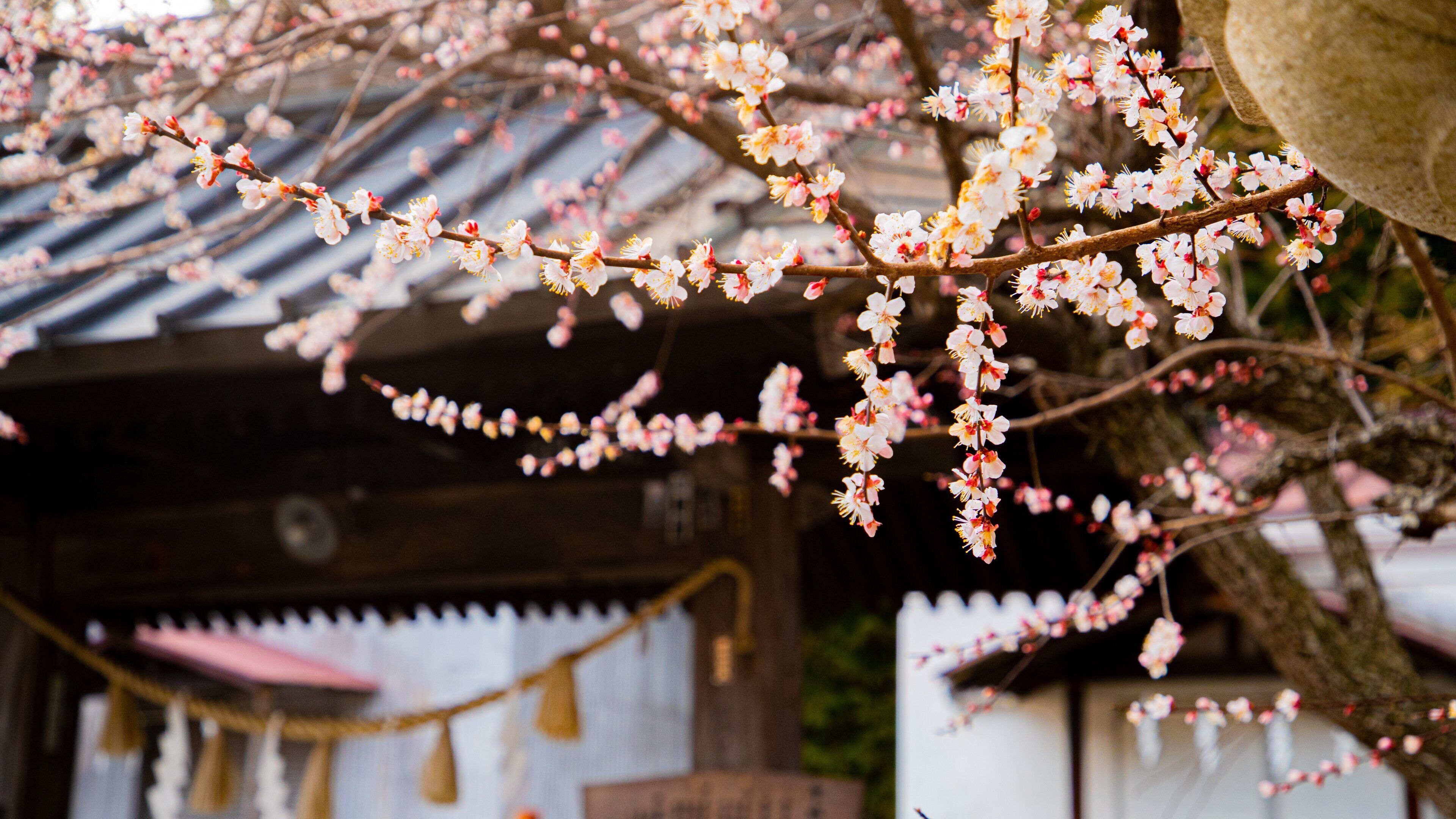 Fujiomuro Sengen Shrine showing wildflowers