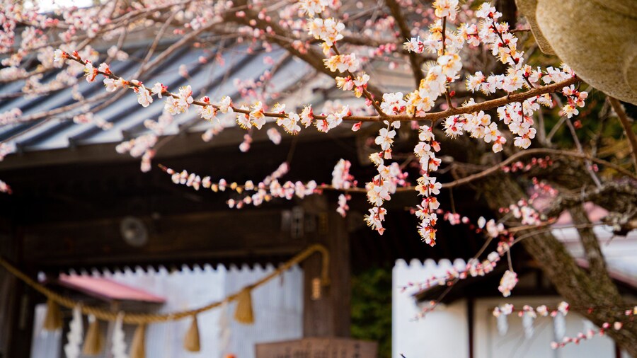 Fujiomuro Sengen Shrine showing wildflowers