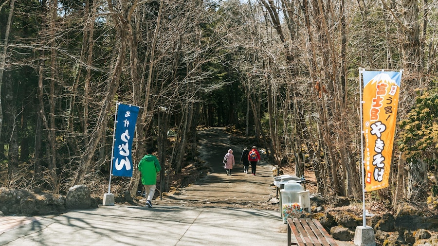 Aokigahara