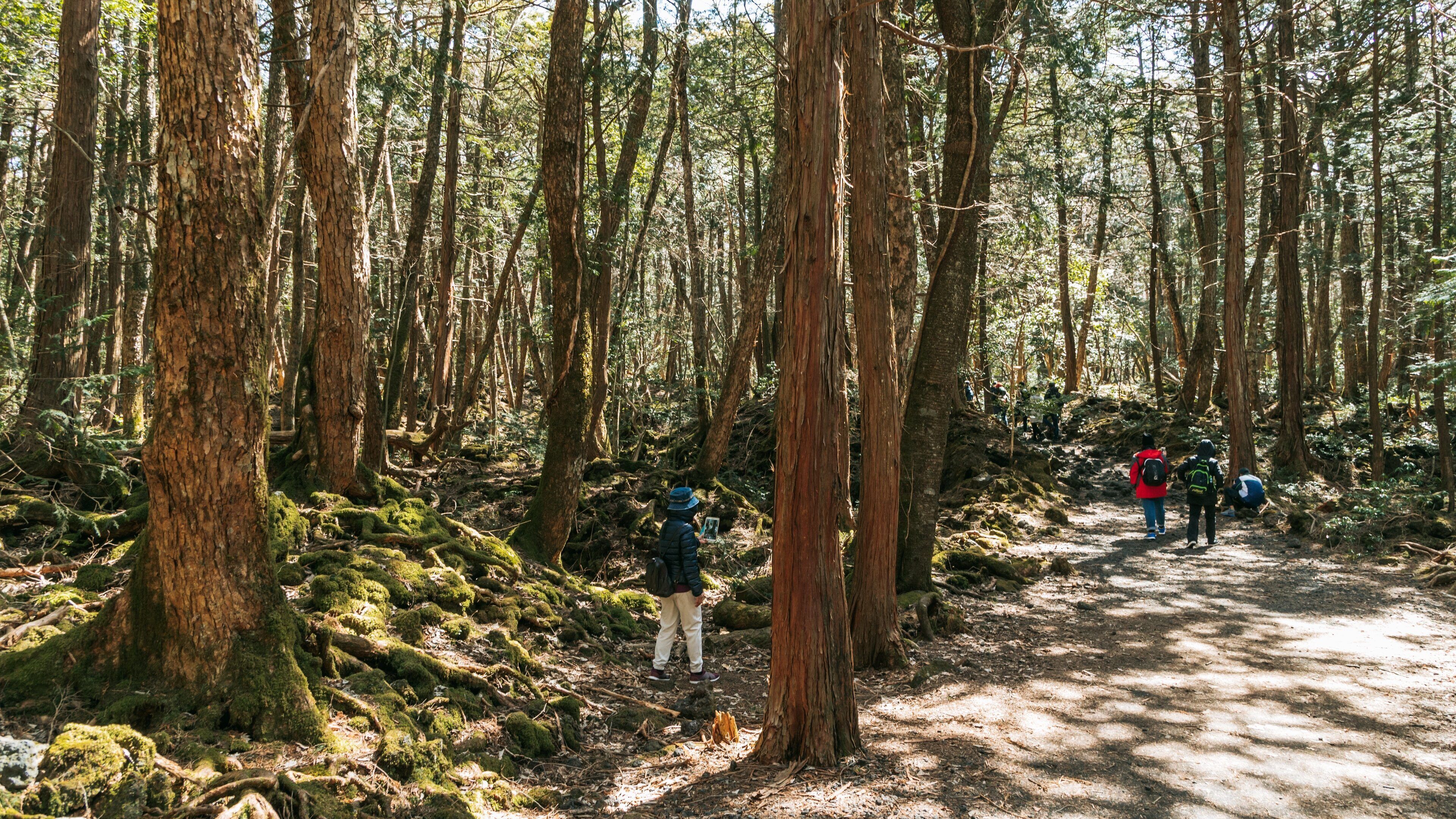 Un bosque con árboles altos, un sendero de tierra y excursionistas.