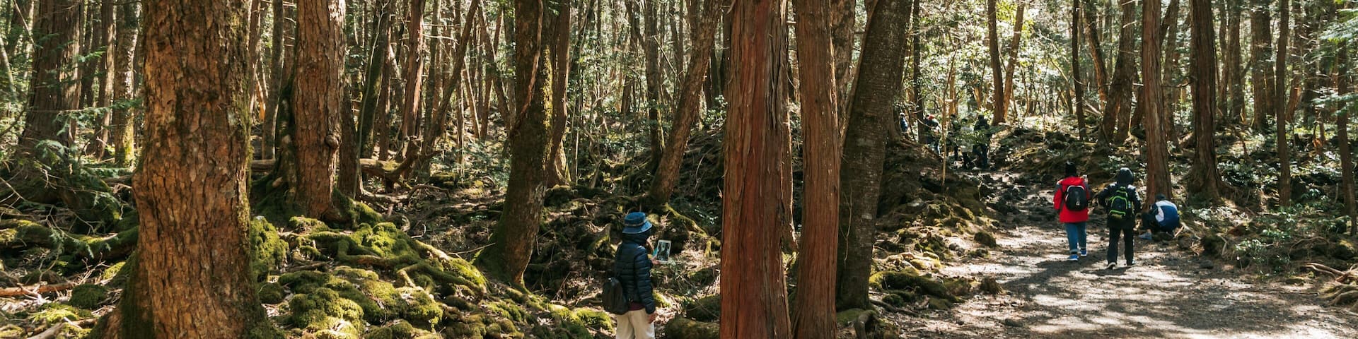 A forest with tall trees, a dirt path, and hikers.