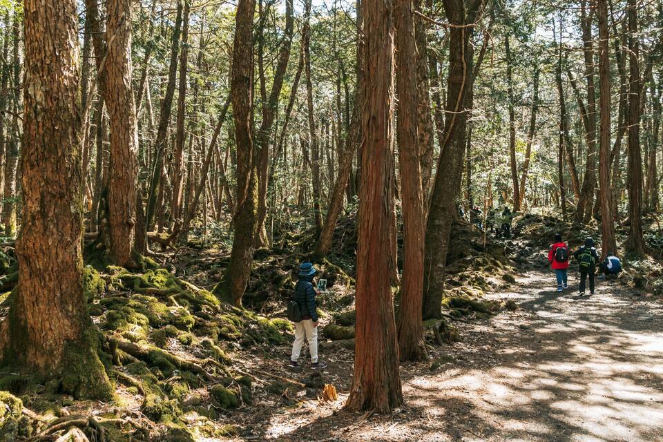 Un bosque con árboles altos, un sendero de tierra y excursionistas.