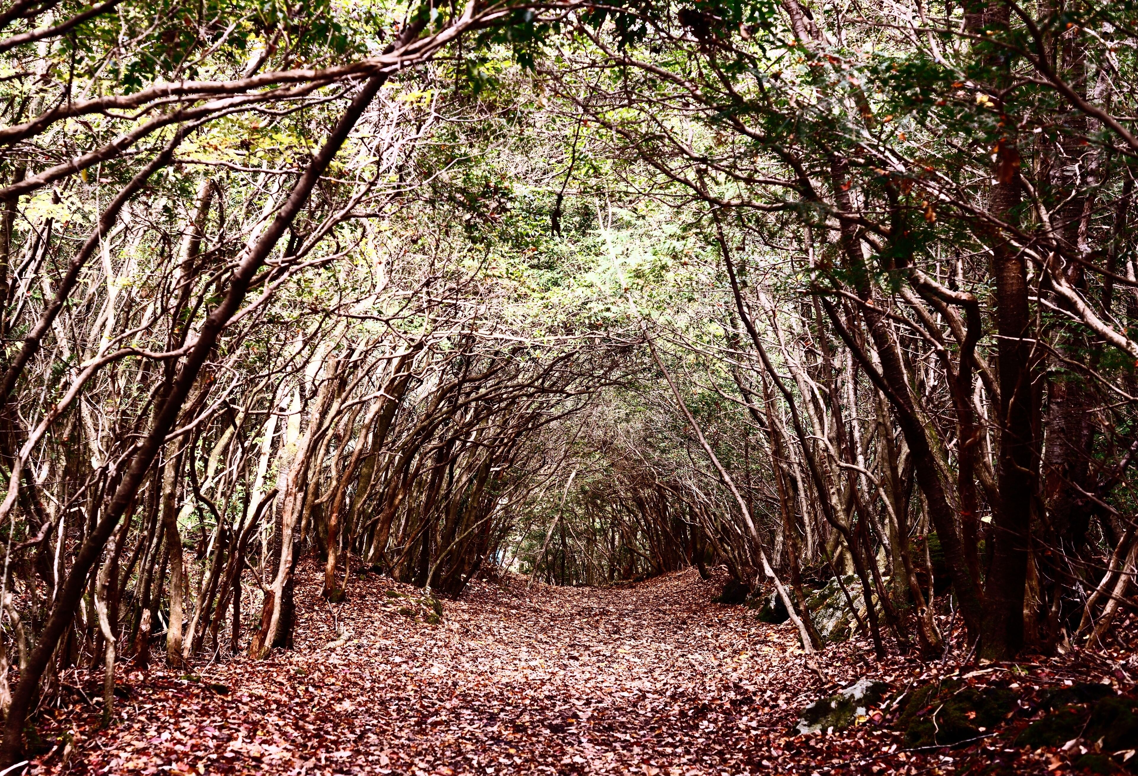 Tunnel trail at Aokigahara Forest in Japan. The forest has historic associations with demons in Japanese mythology and is unfortunately a popular place for suicides.; Shutterstock ID 140744908; purcha