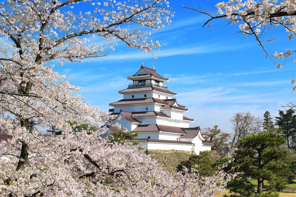 Un castell japonès tradicional envoltat d'arbres de cirera.