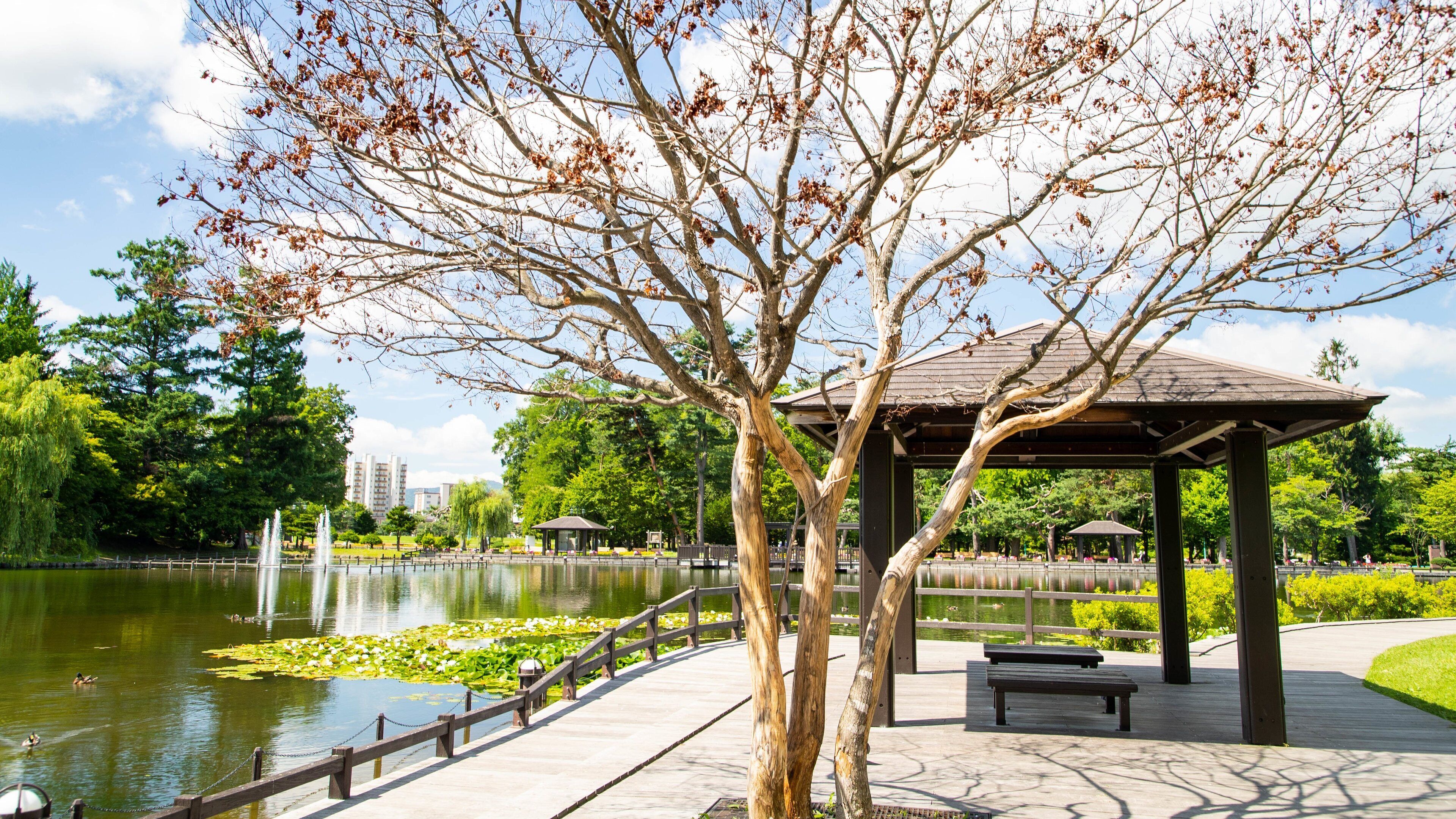 Un parc avec un étang, des arbres, un kiosque et une promenade en bois.