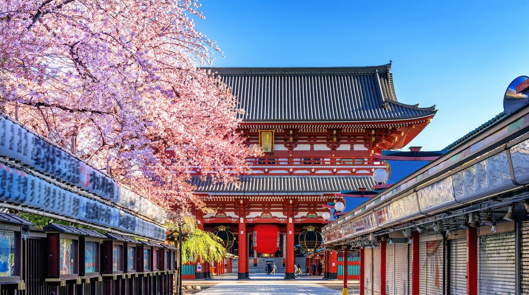 Cherry blossoms and Temple in Asakusa Tokyo, Japan.