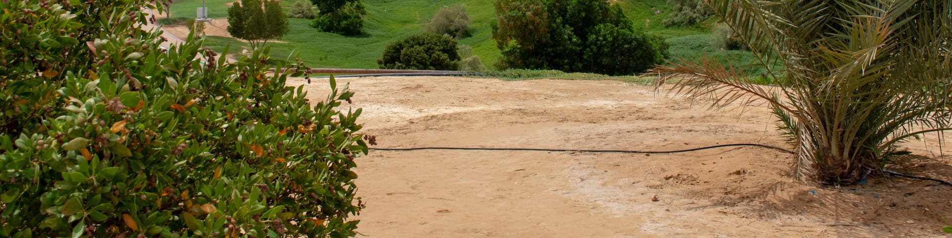 Un paysage désertique avec des collines verdoyantes, un palmier et des montagnes rocheuses.