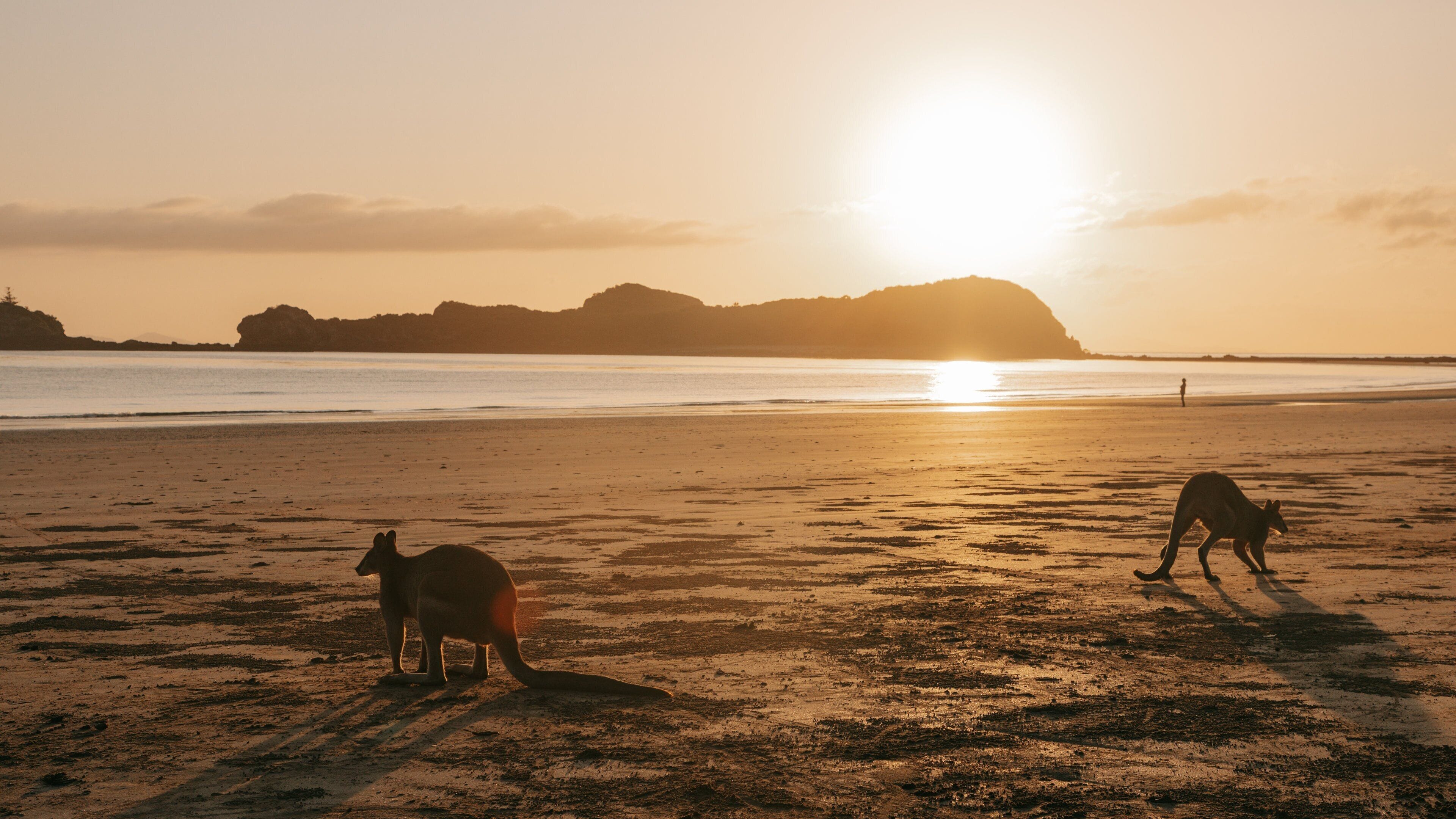 Cape Hillsborough National Park showing general coastal views, cuddly or friendly animals and a sunset