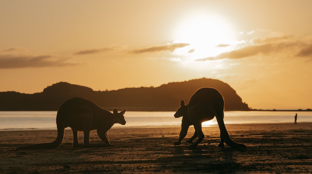 Cape Hillsborough National Park featuring a sandy beach, a sunset and cuddly or friendly animals