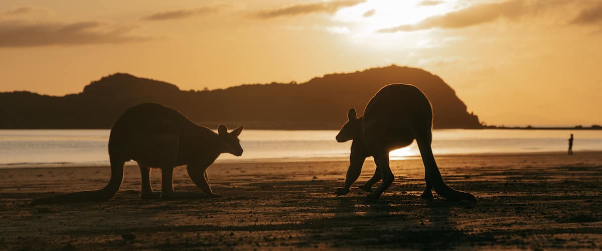 Cape Hillsborough National Park featuring a sandy beach, a sunset and cuddly or friendly animals
