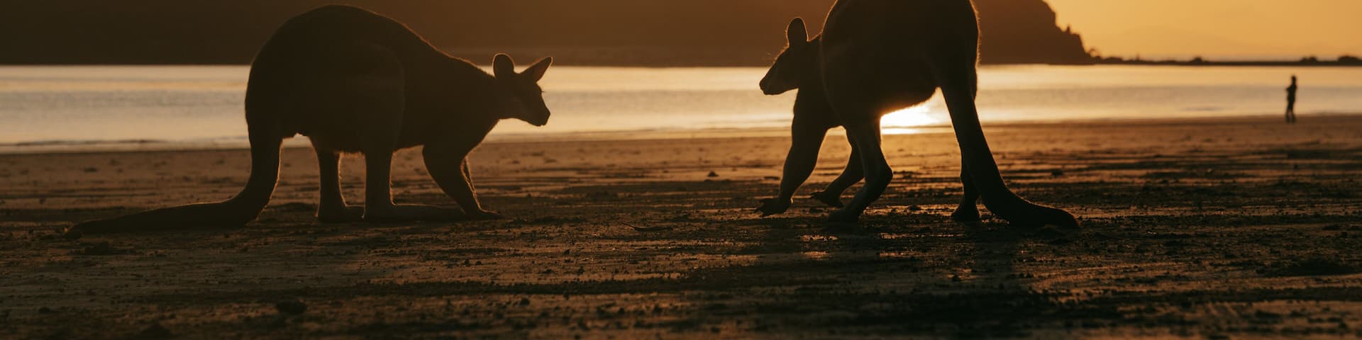 Cape Hillsborough National Park featuring a sandy beach, a sunset and cuddly or friendly animals