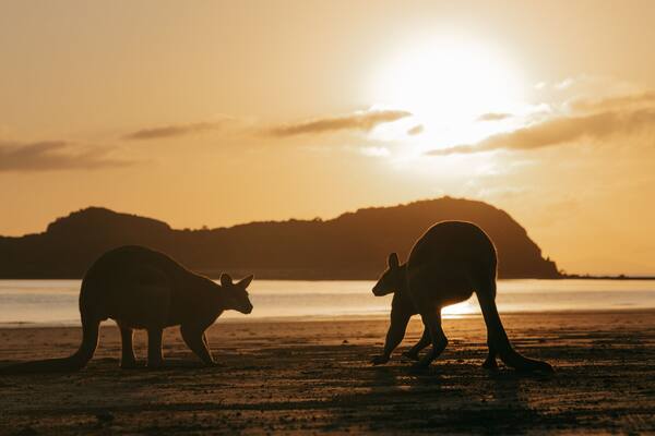 Cape Hillsborough National Park featuring a sandy beach, a sunset and cuddly or friendly animals