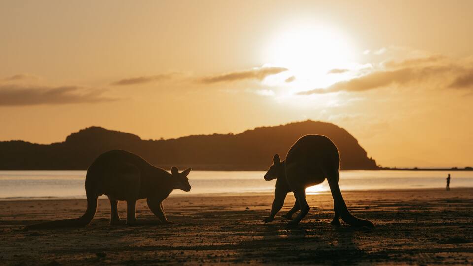 Two kangaroos on a beach with a sunset in the background.