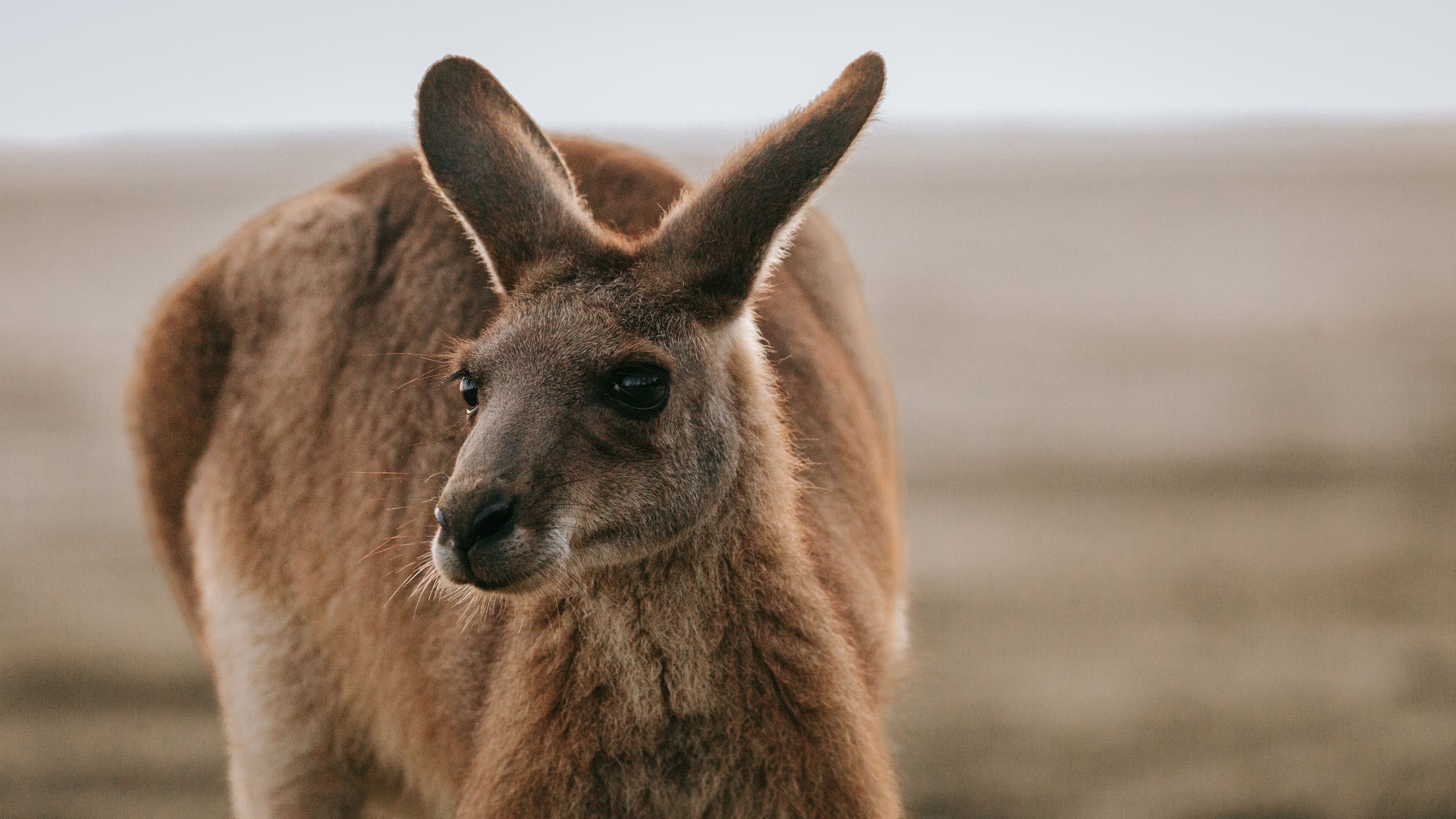 Cape Hillsborough National Park showing cuddly or friendly animals