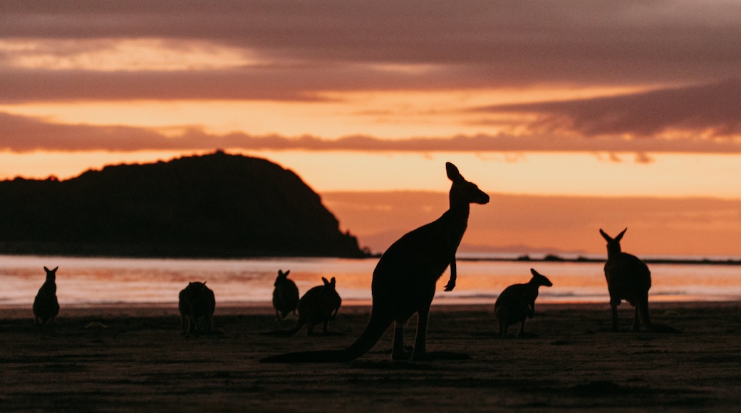 Cape Hillsborough National Park featuring a sunset and cuddly or friendly animals