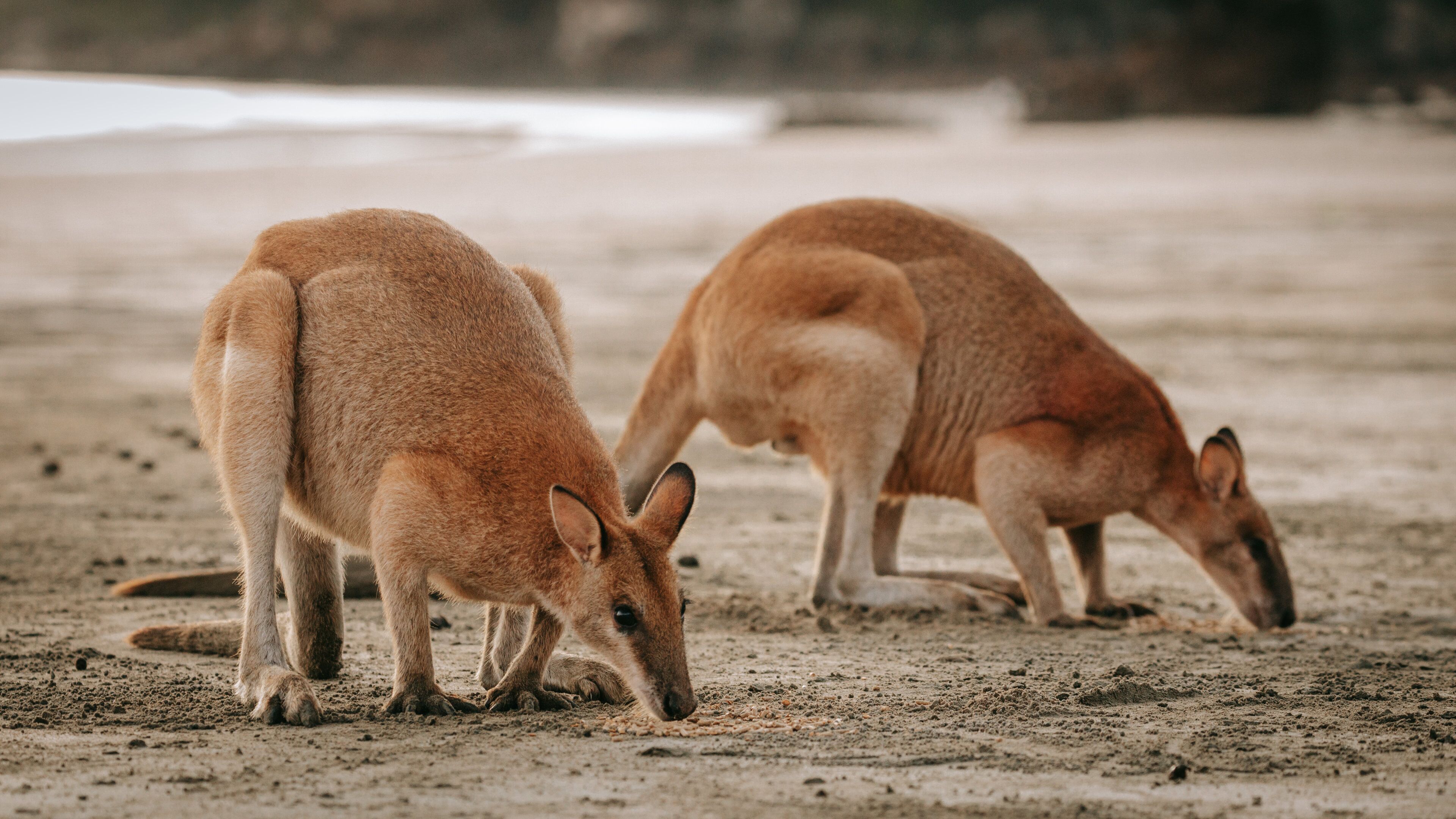 Cape Hillsborough National Park showing cuddly or friendly animals