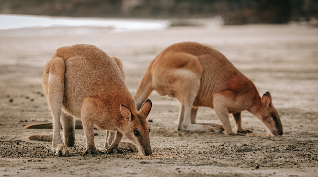 Cape Hillsborough National Park showing cuddly or friendly animals