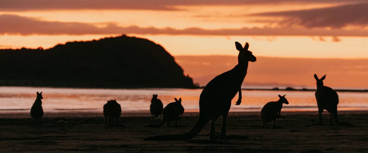 Cape Hillsborough National Park showing cuddly or friendly animals and a sunset