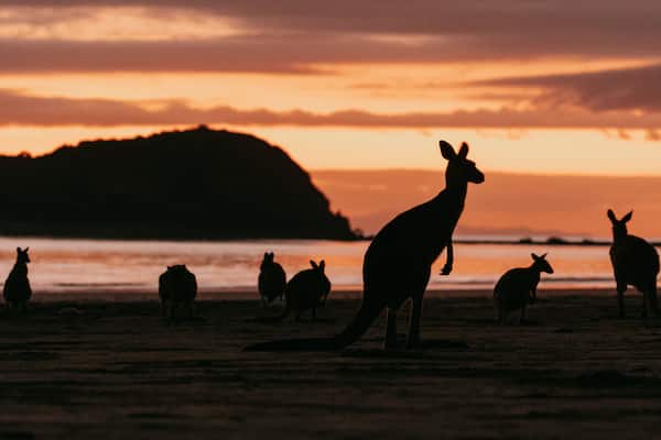 A silhouette of kangaroos on a beach at sunset with a mountain in the background.