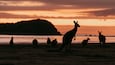 Silueta de canguros en una playa al atardecer con una montaña al fondo.