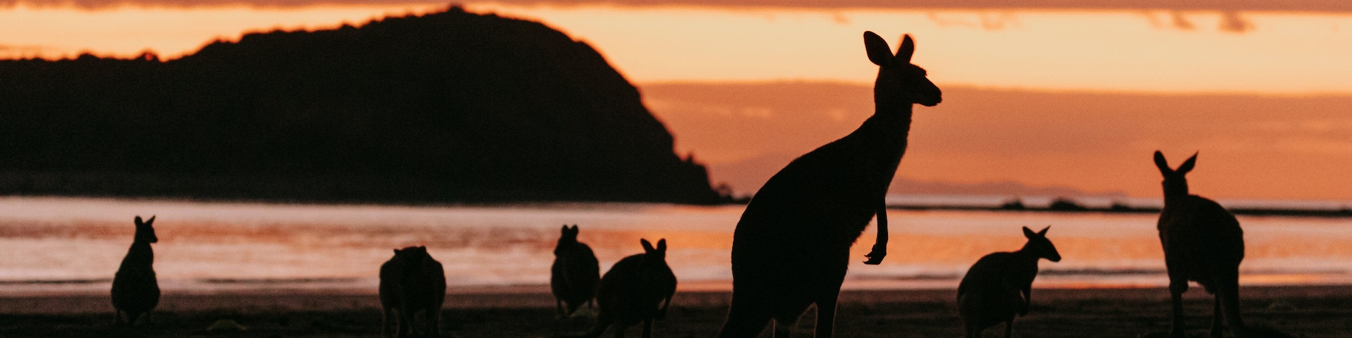 Cape Hillsborough National Park showing cuddly or friendly animals and a sunset