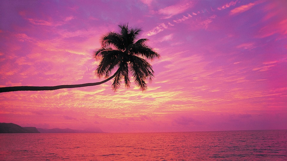 A sunset over the ocean with a palm tree silhouetted against a pink sky.