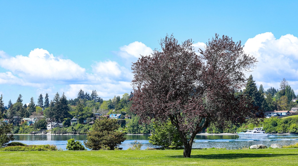Bremerton, Washington State, USA. Coastal waterfront park, green grass, shade trees and boats cruising on the water