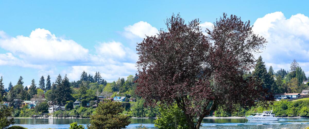 Bremerton, Washington State, USA. Coastal waterfront park, green grass, shade trees and boats cruising on the water
