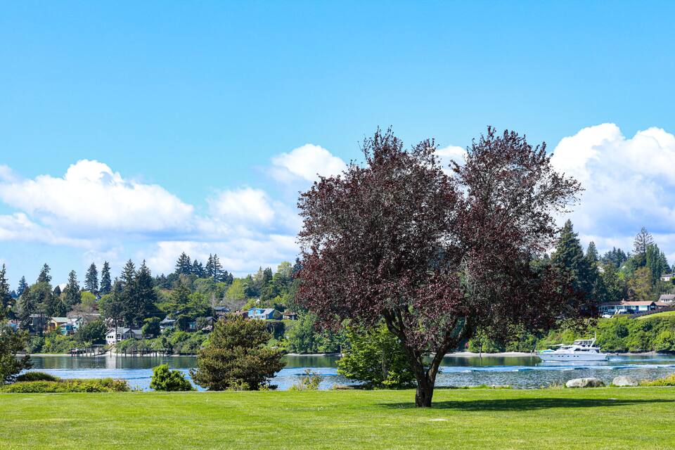 Un lago con un bote, un árbol y casas al fondo.