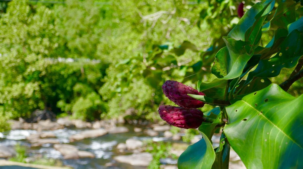 The red fruit of an umbrella magnolia tree