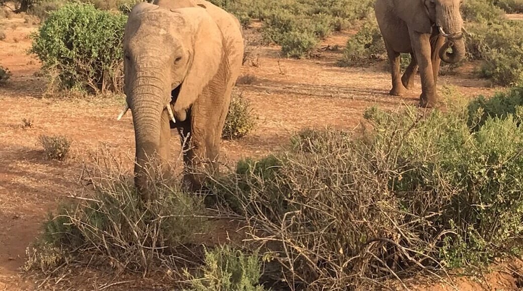 Elephant just going about their business 😋😊😱