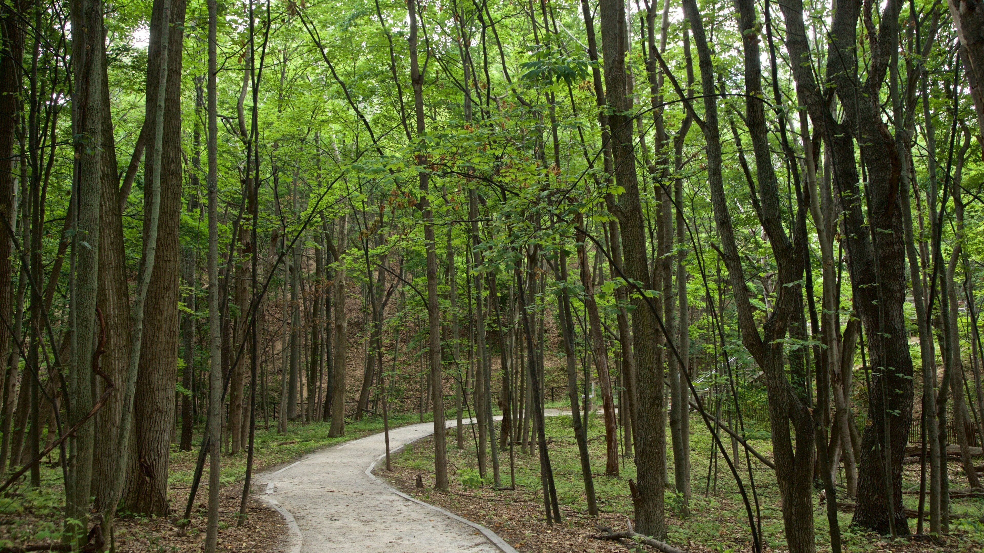 Đường cầu ván Cồn cát Núi Pisgah cho thấy công viên và rừng rậm