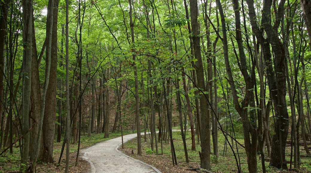 Mt. Pisgah Dune Boardwalk featuring a park and forests
