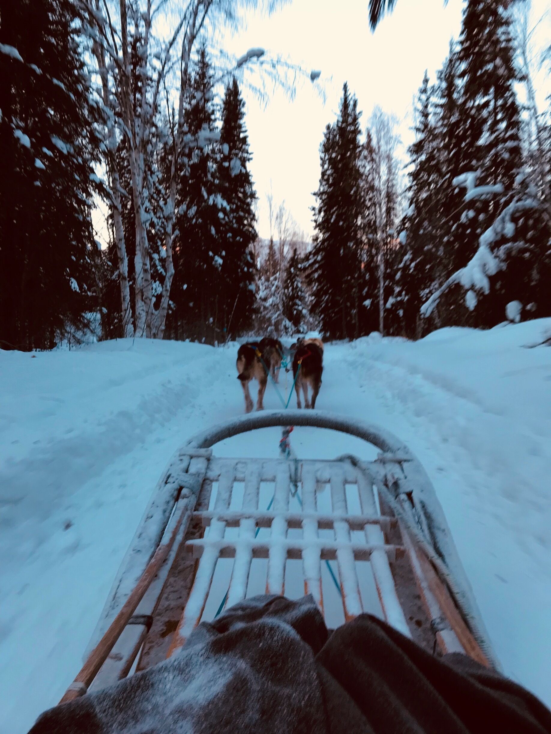 Speeding through Alaska in a dog sled. Awesome!!! 

#Alaska #Fairbanks #Dogsled #Huskies #Winterishere #speeding 