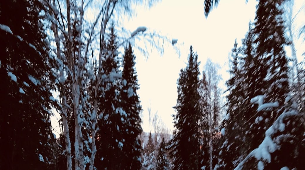 Speeding through Alaska in a dog sled. Awesome!!!
#Alaska #Fairbanks #Dogsled #Huskies #Winterishere #speeding