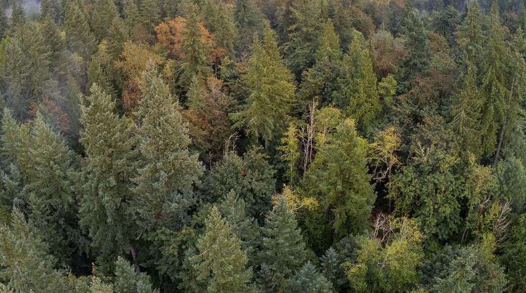 Fantastic foggy birds-eye's view of an incredible sunset at Duthie Hill Park in Issaquah, Washington