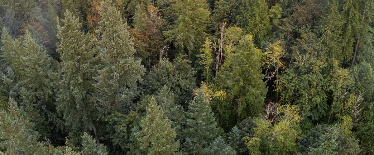 Fantastic foggy birds-eye's view of an incredible sunset at Duthie Hill Park in Issaquah, Washington