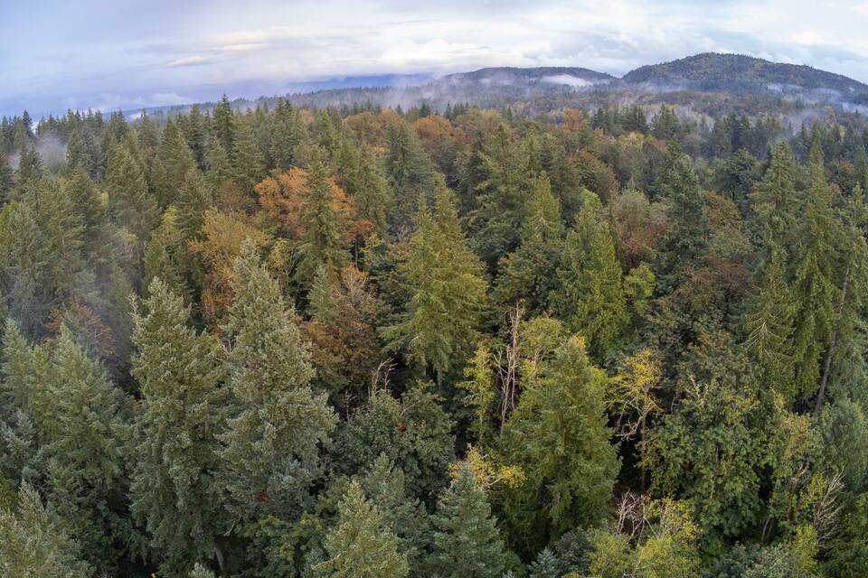 Una fitta foresta con diverse varietà di alberi, alcuni con foglie dai colori autunnali.