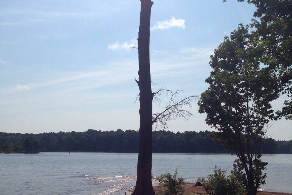 A tall, dead tree by a lake with a clear sky.