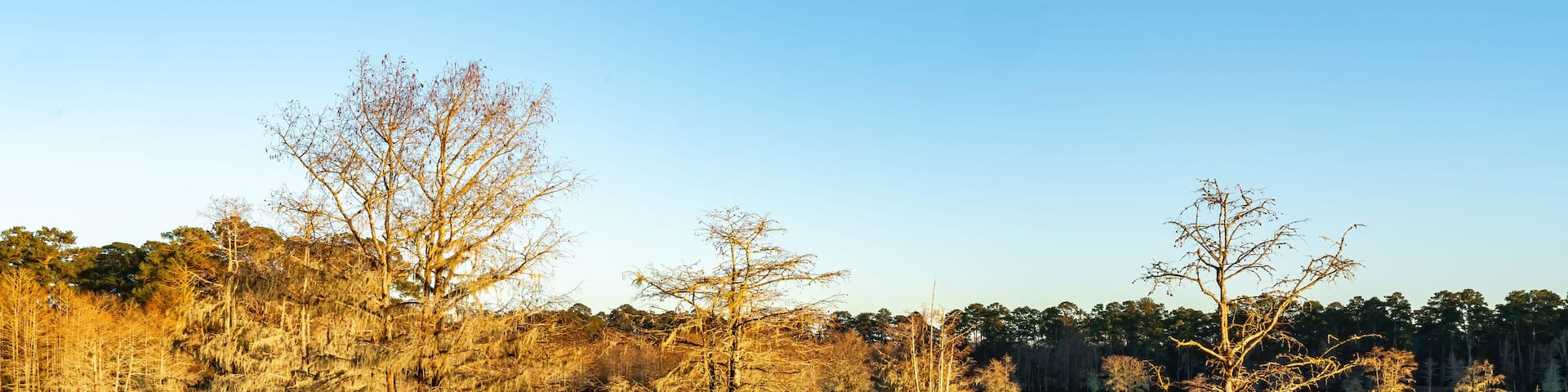 Near Sandy Creek at Lake Steinhagen, Texas