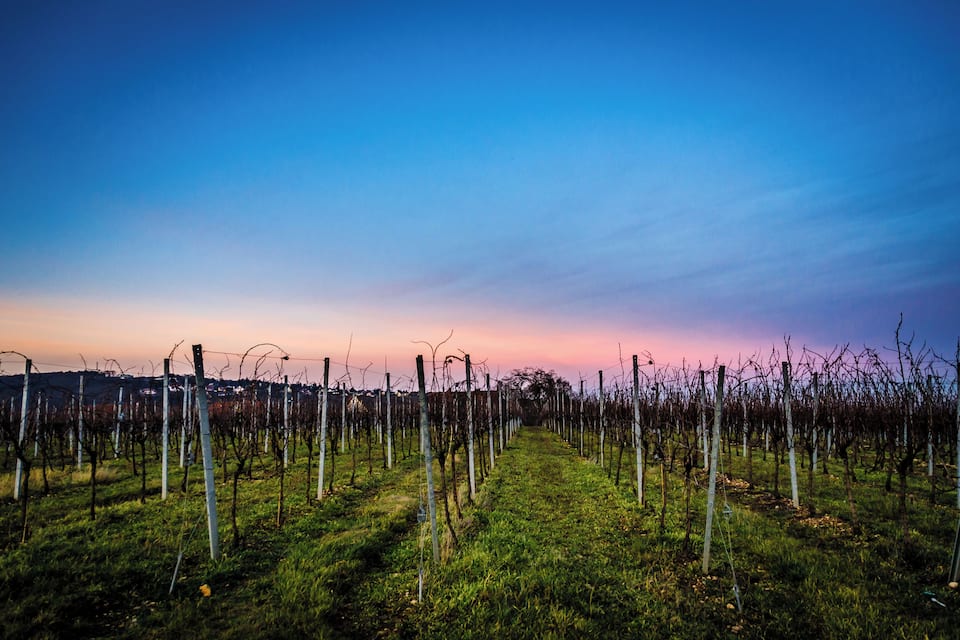 A vineyard with rows of grapevines under a twilight sky.