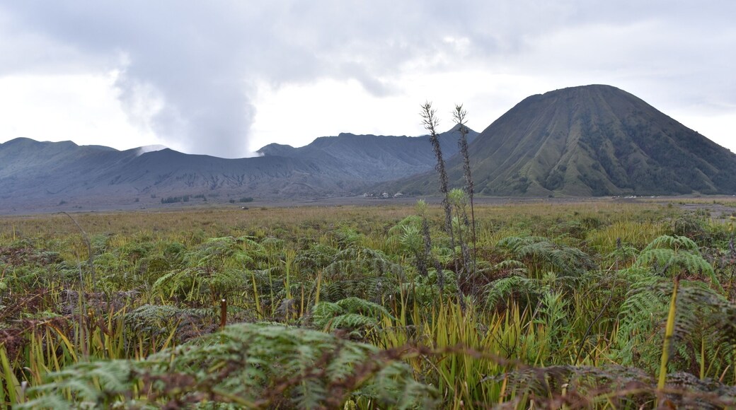 Smokin Bromo. If you don't feel like paying for the 4x4's, you can walk through the sea of sand, if you find the small track just past the cemera indah hostel it's completely free!