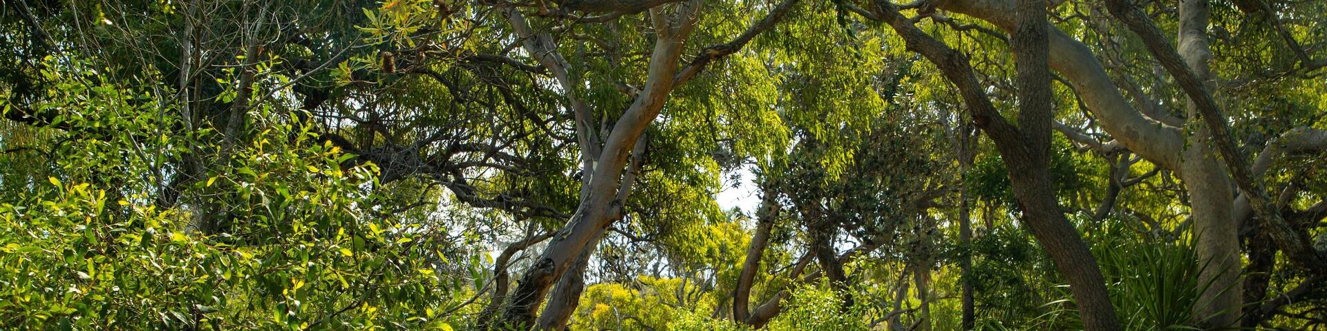 Deepwater National Park which includes forest scenes