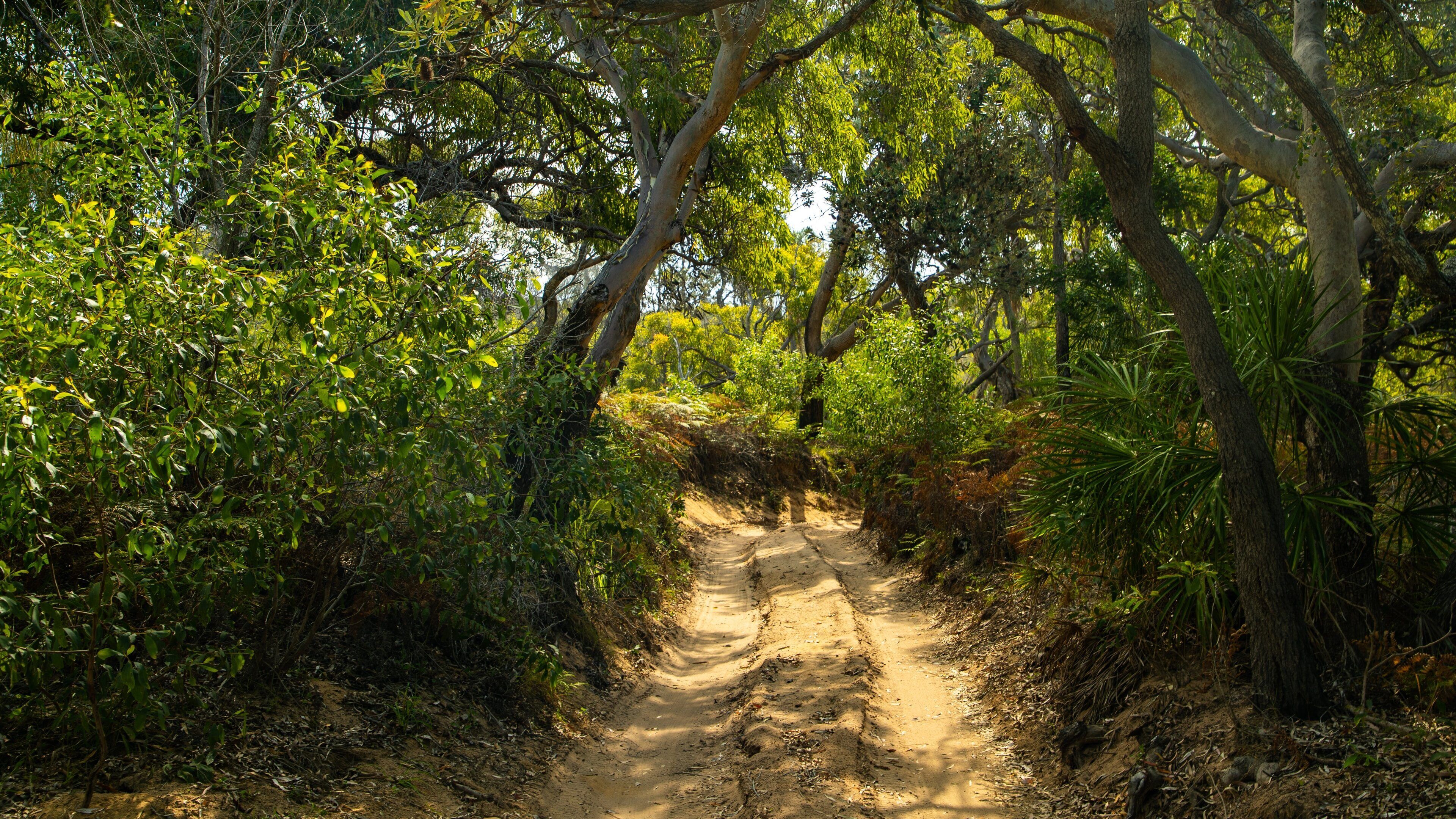 A dirt path surrounded by dense green foliage and trees.