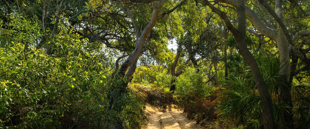 A dirt path surrounded by dense green foliage and trees.